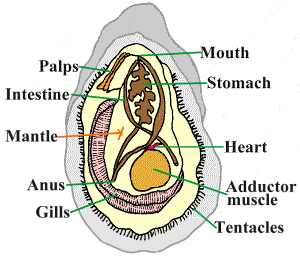 anatomyoyster